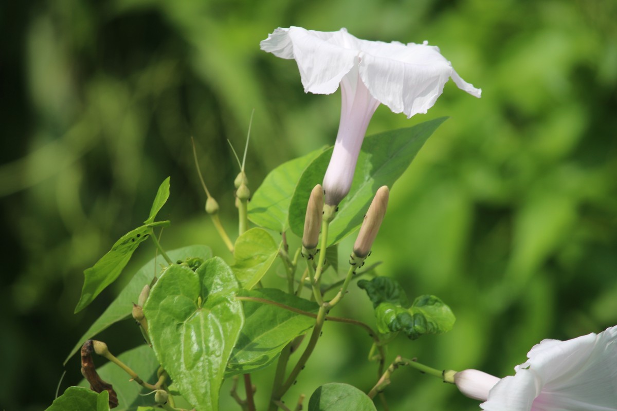 Ipomoea carnea Jacq.